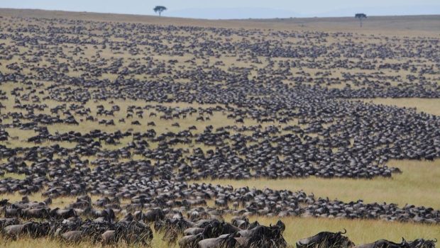 masai mara the migration